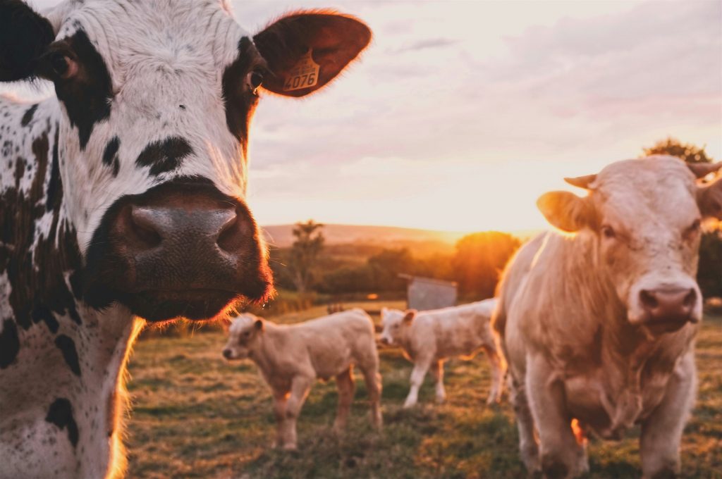 Self-Milking Cows